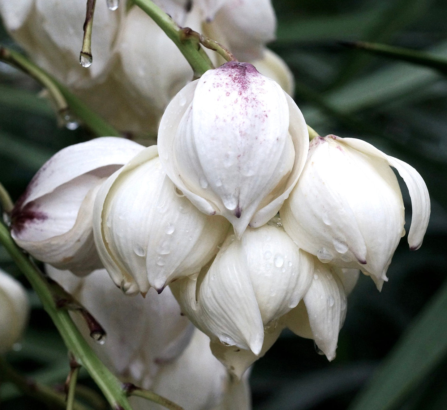 Yucca aloifolia SEEDS