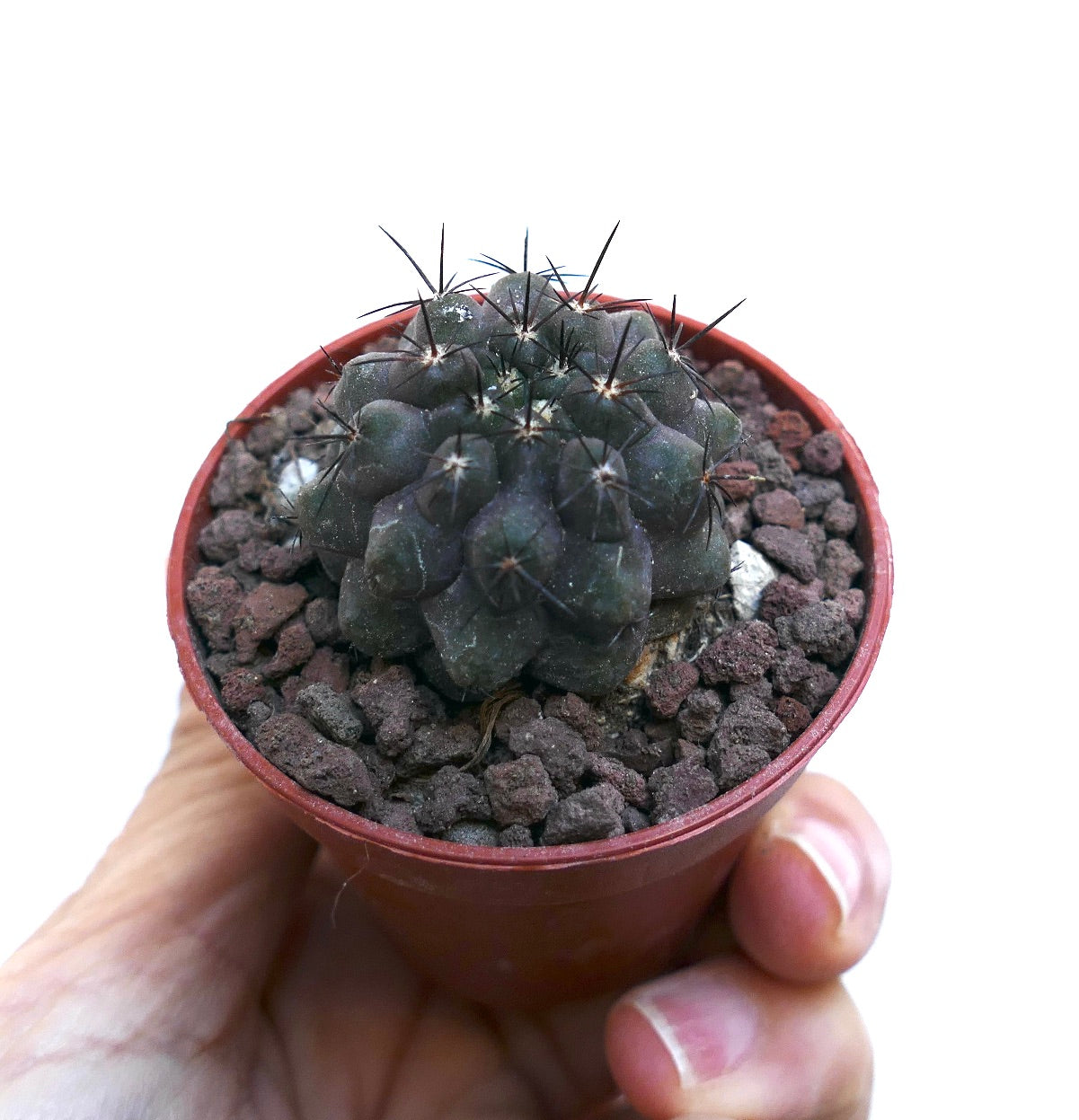 Copiapoa cinerea KIKKO X Copiapoa humilis NAP10