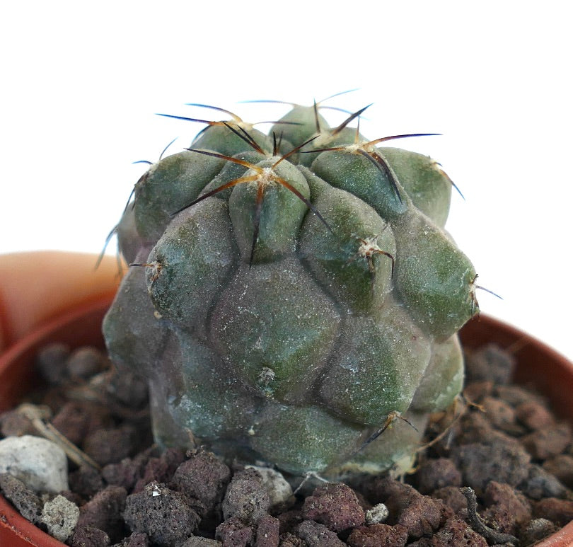 Copiapoa cinerea KIKKO X Copiapoa hypogaea PF3