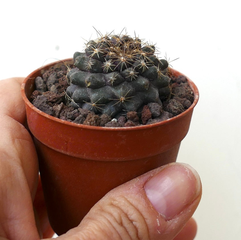 Copiapoa serpentisulcata ARCN126