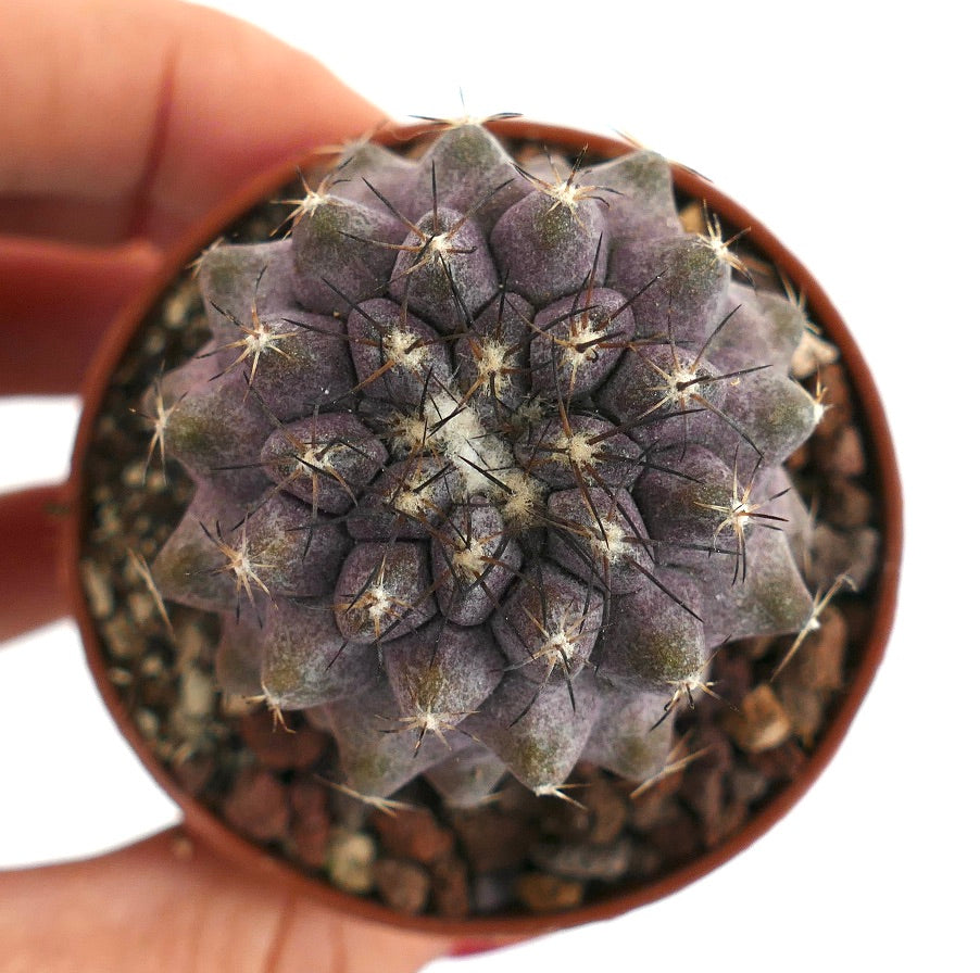 Copiapoa humilis Q25