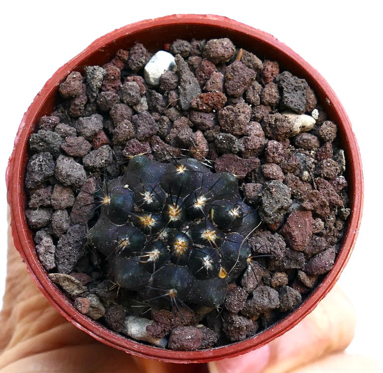 Copiapoa cinerea X Copiapoa serpentisulcata MPS2