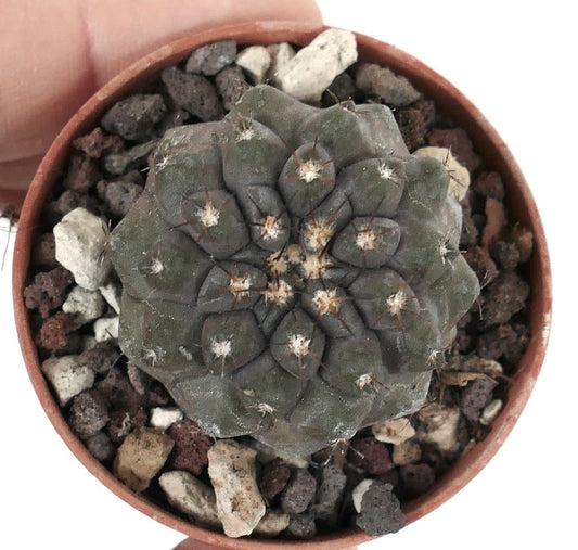 Copiapoa serpentisulcata X Copiapoa columna-alba 35N