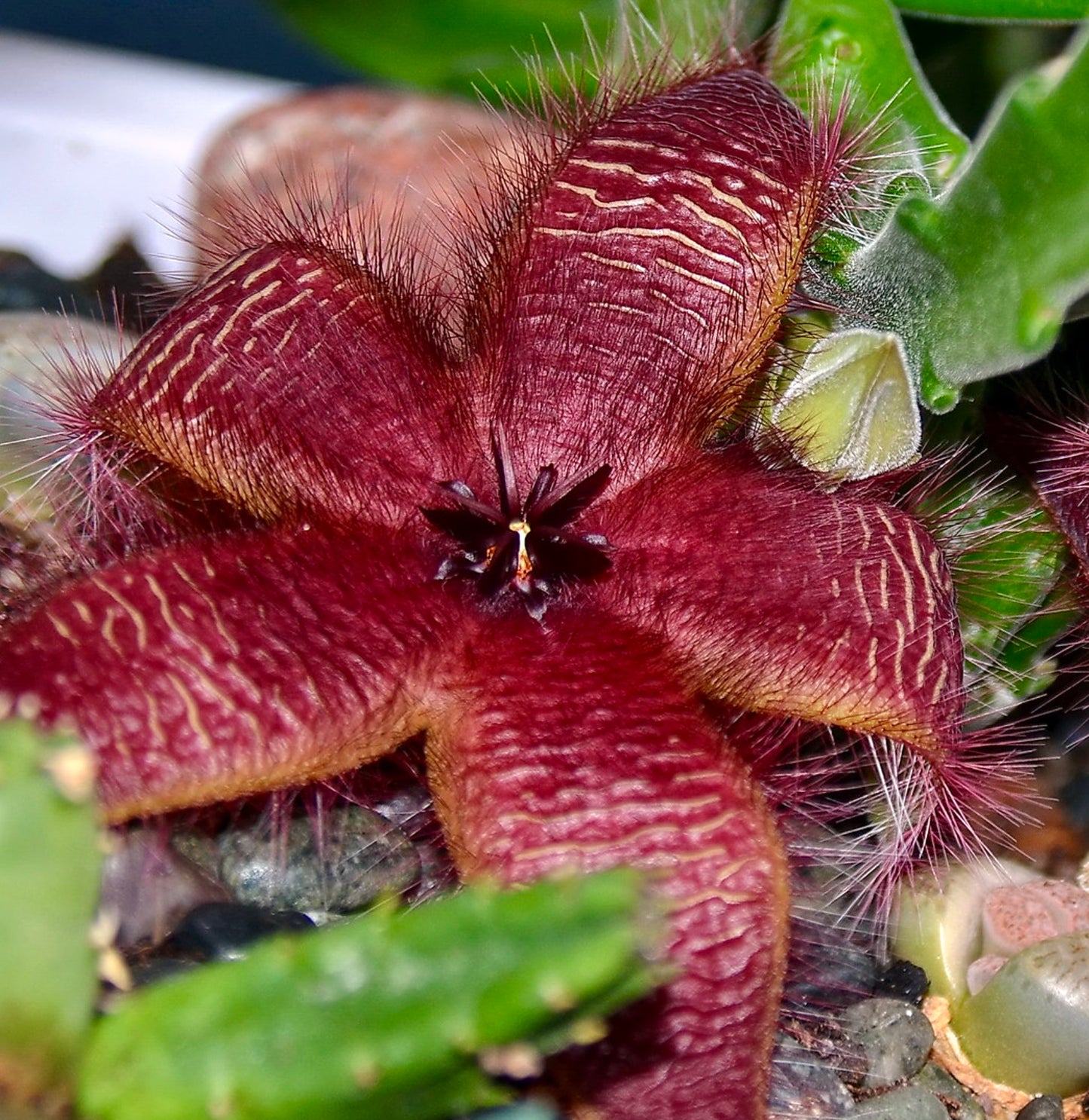 Stapelia hirsuta 10-15cm