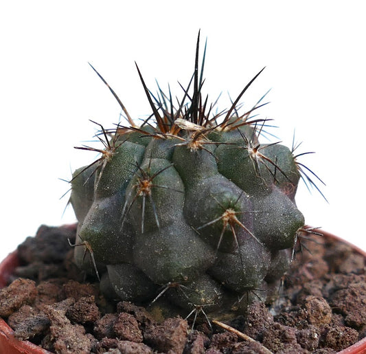 Copiapoa cinerea x atacamensis ZPQ61