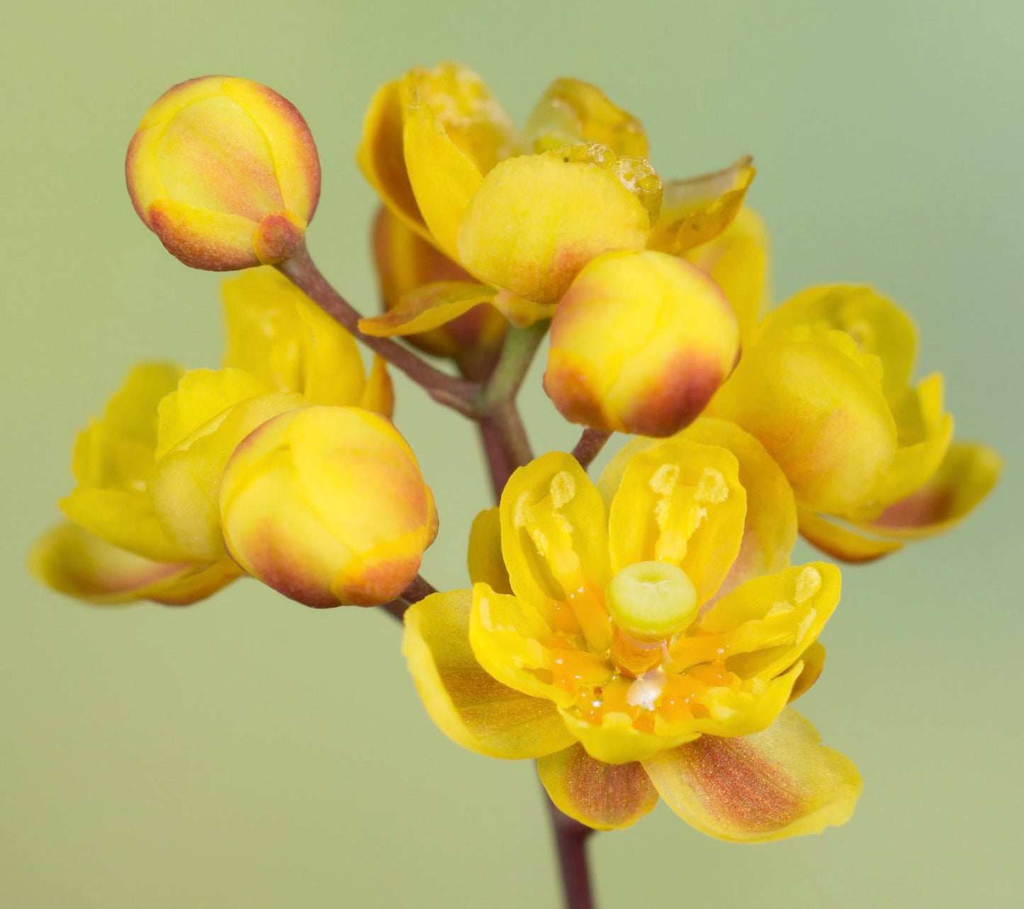 Berberis vulgaris 30-50cm