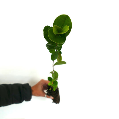 Feijoa sellowiana (syn. Acca sellowiana) 20-60cm