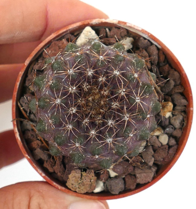 Copiapoa humilis X tenuissima 4A