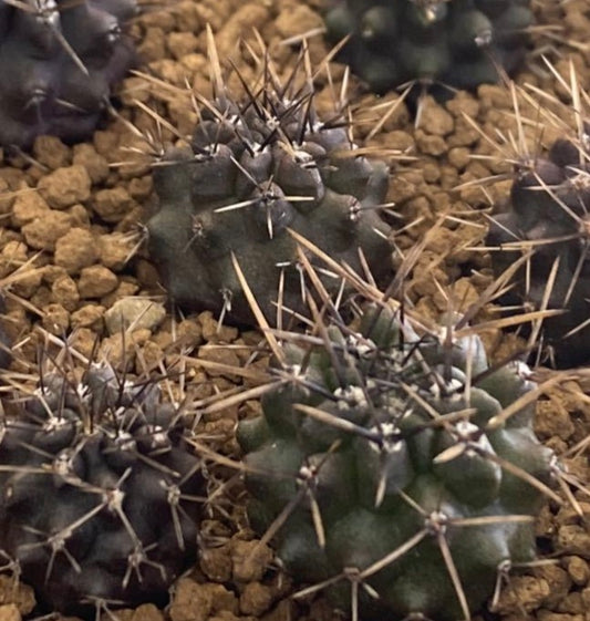 Neochilenia transitensis SEEDS