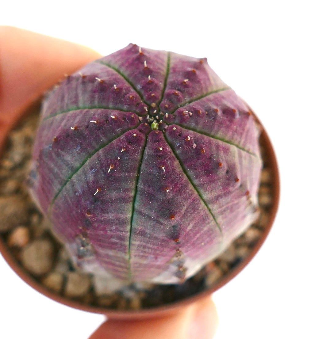 Euphorbia obesa PINK GREY RS9Z