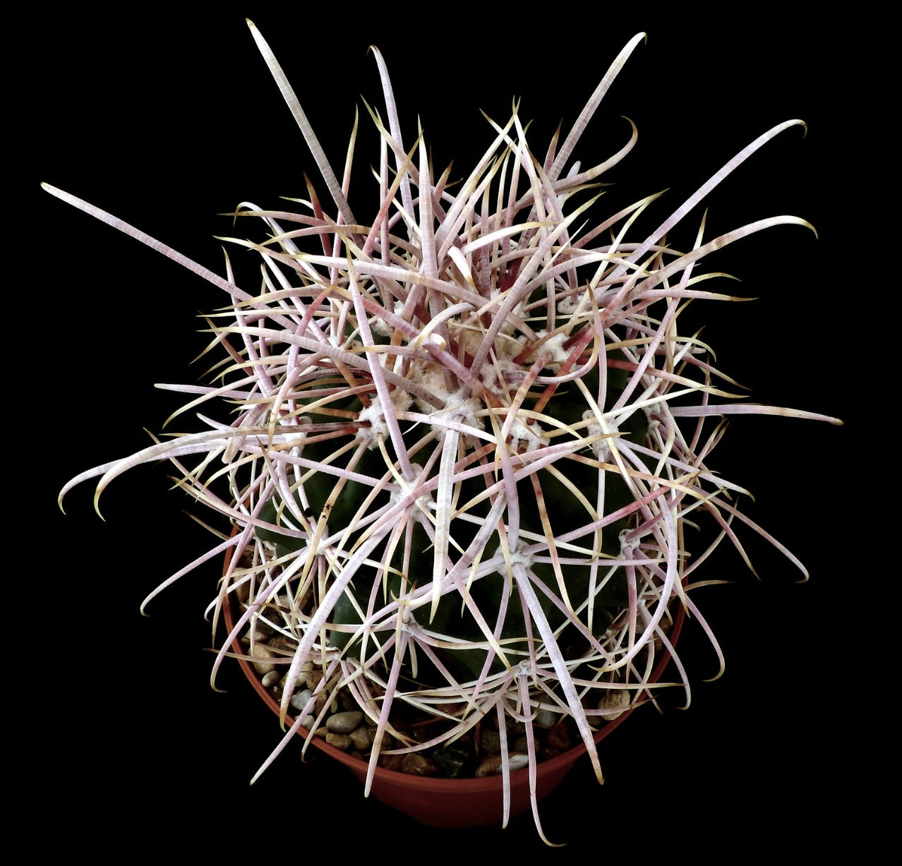 Ferocactus acanthodes var ALBISPINUS SEMI