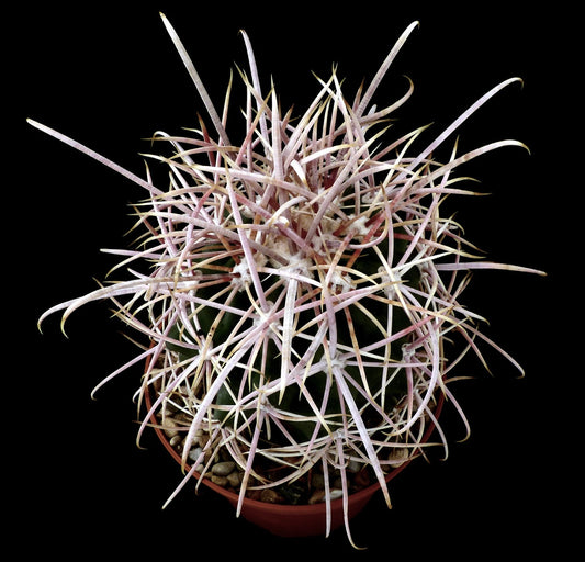 Ferocactus acanthodes var ALBISPINUS SEEDS