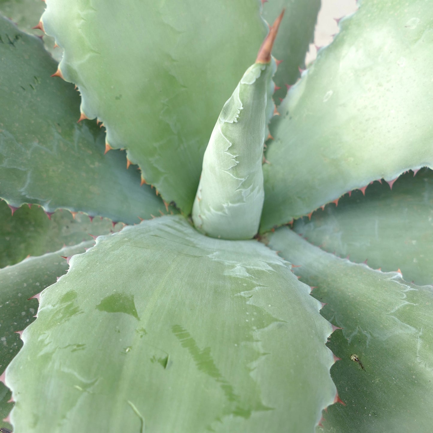 Agave ovatifolia x bovicornuta GREY (Mr. Corsi HYBRID) 4