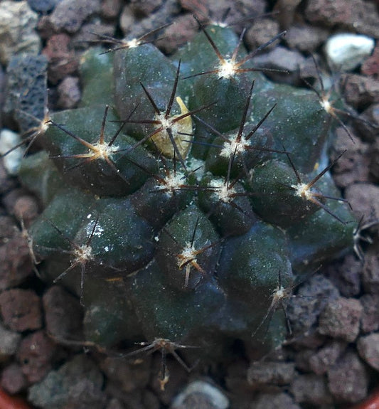 Copiapoa cinerea x atacamensis WE326