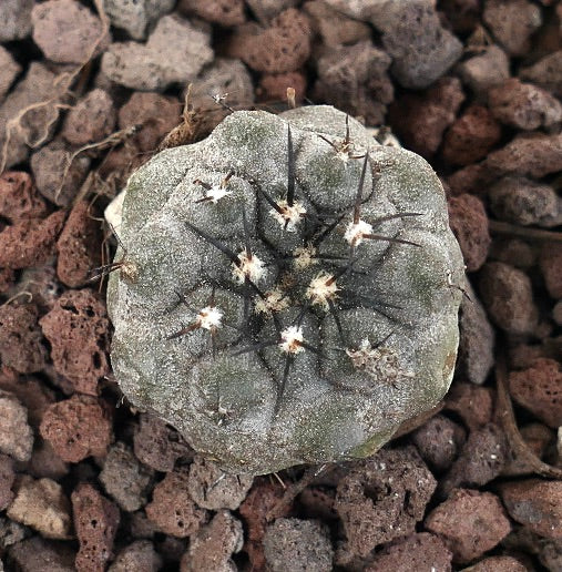 Copiapoa cinerea TALTAL XY2