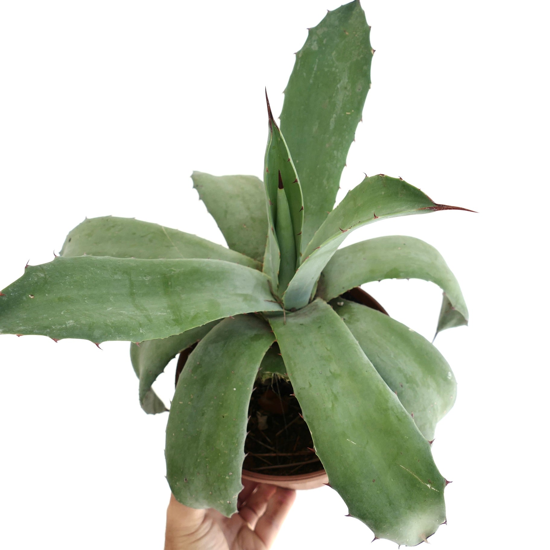 Agave americana x weberi succulent with broad green leaves and sharp reddish spines in pot