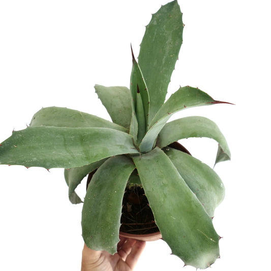 Agave americana x weberi succulent with broad green leaves and sharp reddish spines in pot