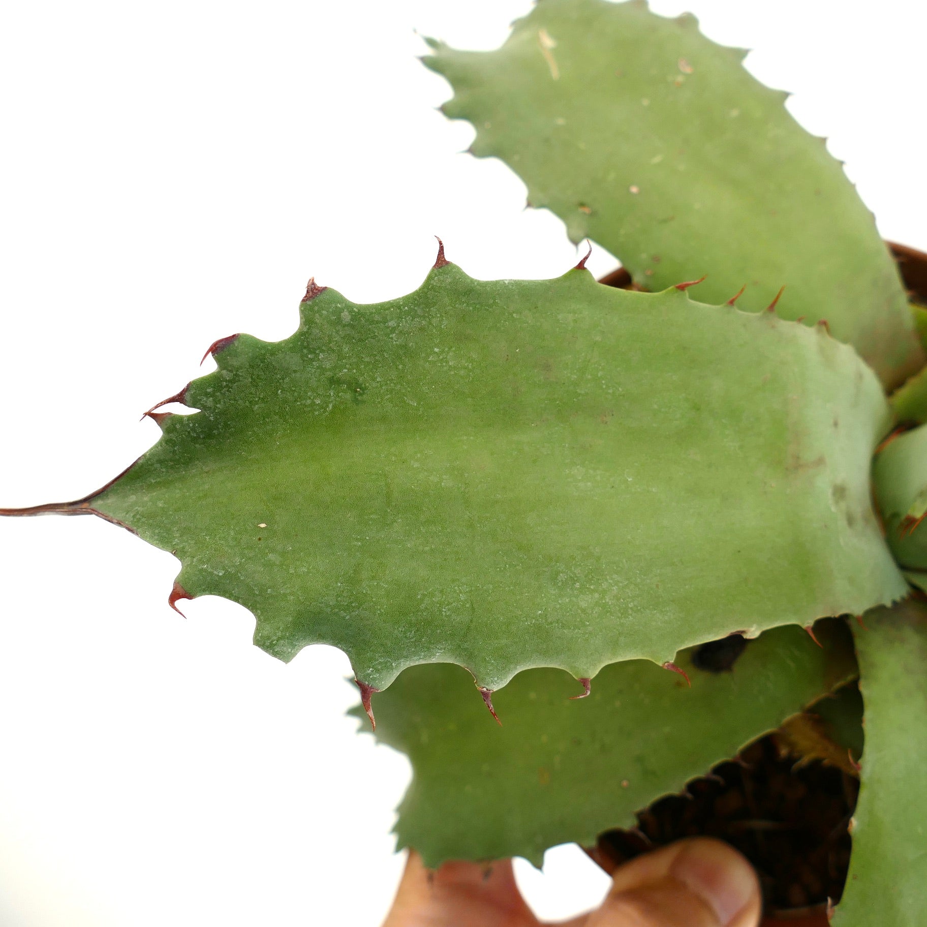 Agave marmorata x americana x bovicornuta succulent with broad spiny green leaves and thick texture