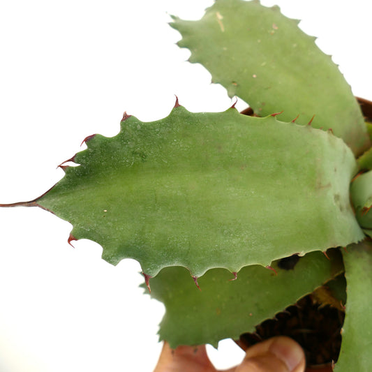 Agave marmorata x americana x bovicornuta succulent with broad spiny green leaves and thick texture
