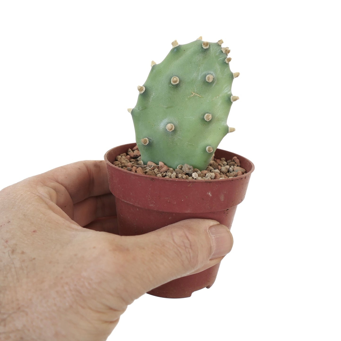 Opuntia sp. "BAKAMI" ex Thailand (unrooted) S3