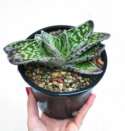 Gasteria armstrongii cv 硬い肌 (Katai hada) 3cm