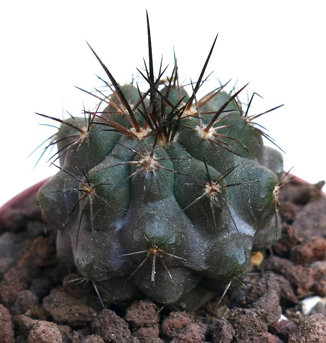 Copiapoa cinerea x atacamensis ZPQ61