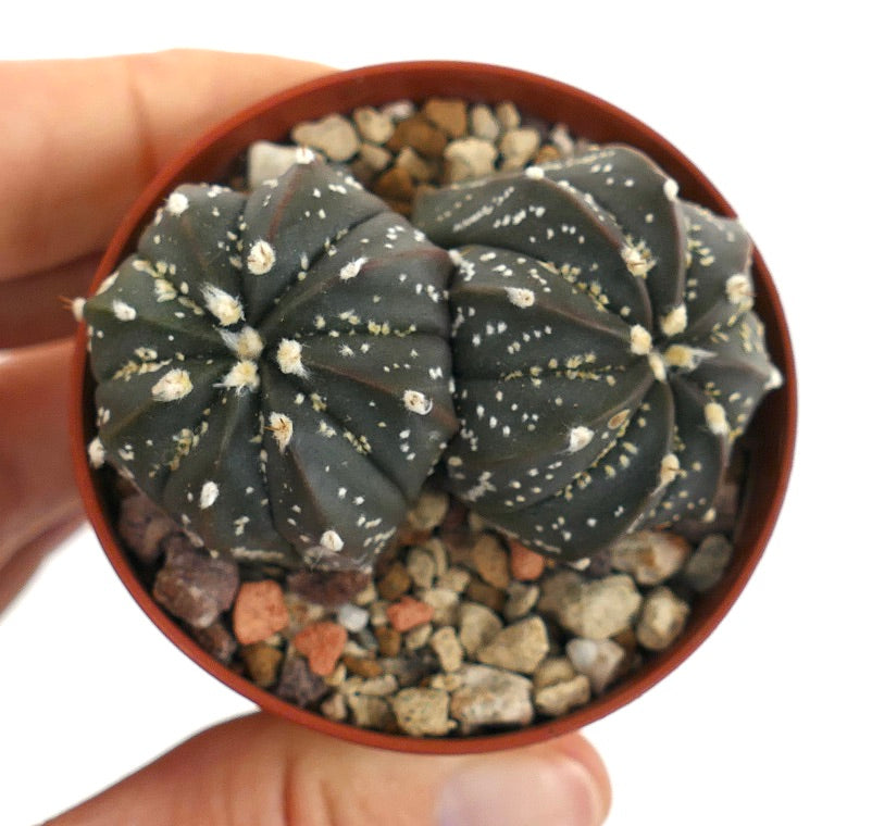 Astrophytum cv OIBBO x SUPERKABUTO x capricorne 173