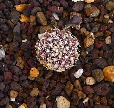 네오포테리아 니두스 X 옥쿨타 작은 보라색 다육질 선인장 흰 가시가 바위 토양 위에 있는 모습