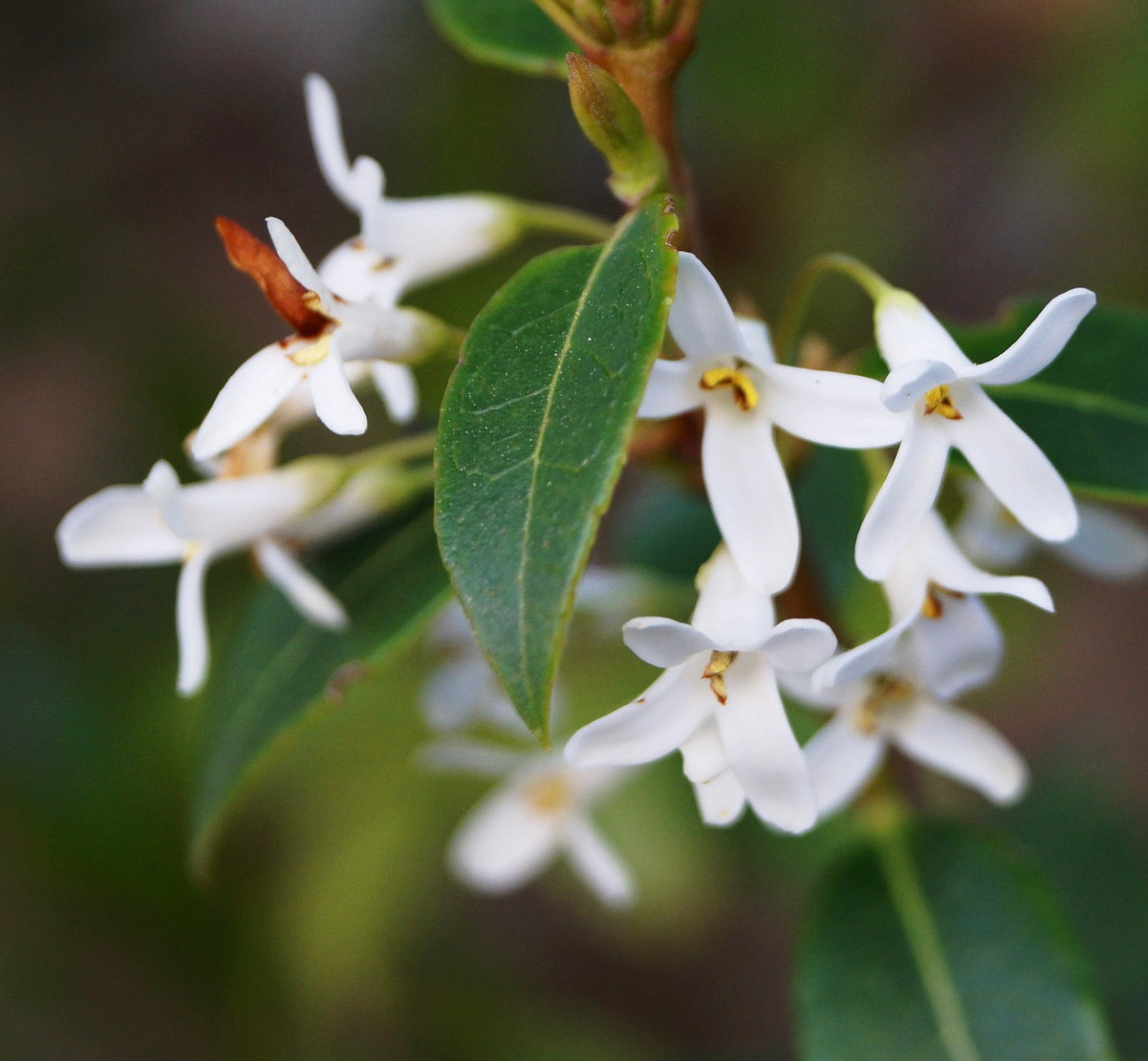 Osmarea (sin. Osmanthus) x burkwoodii 70-90cm