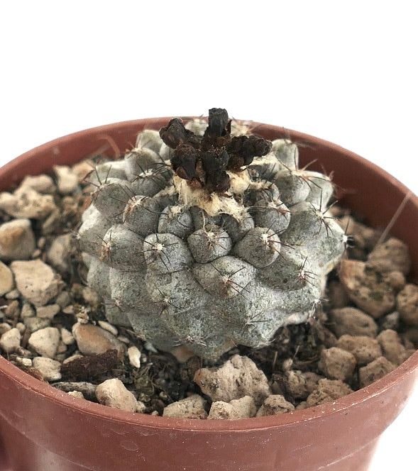 Copiapoa hypogaea GREY X Copiapoa humilis 15RR