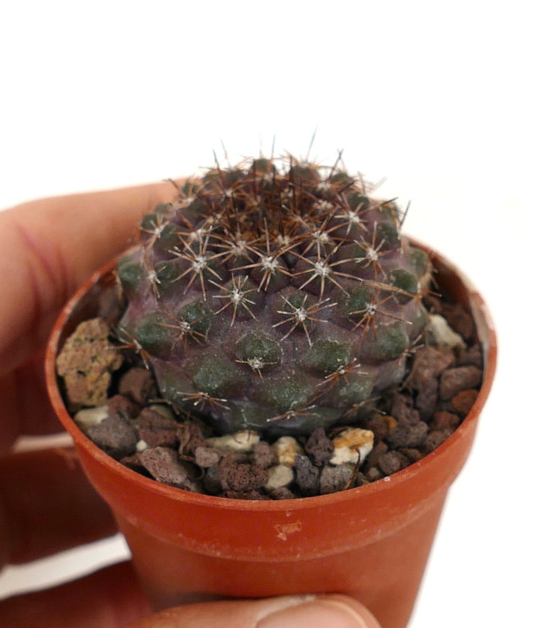 Copiapoa humilis X tenuissima 4A