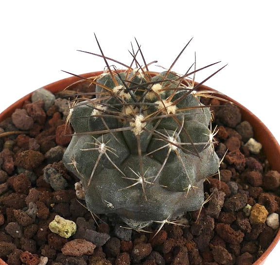 Copiapoa griseoviolacea X atacamensis PS8