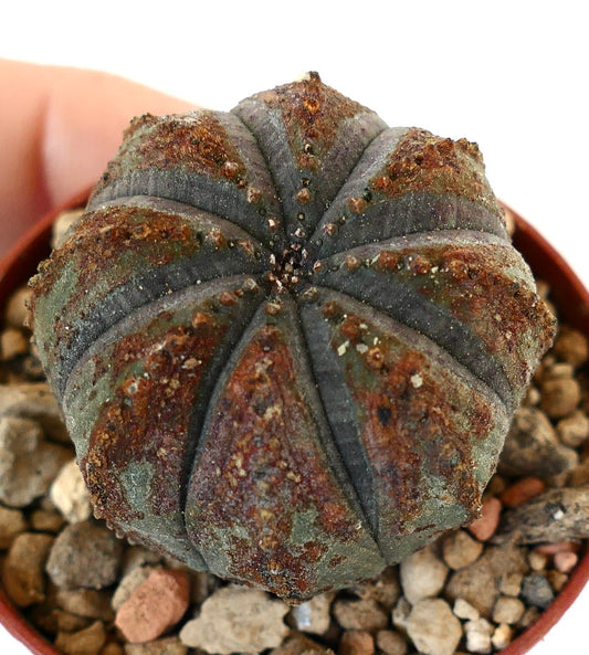 Euphorbia obesa BROWN MARKS 273SA