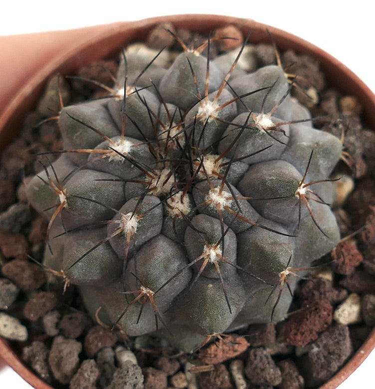 Copiapoa cinerea form KIKKO X serpentisulcata D9MN