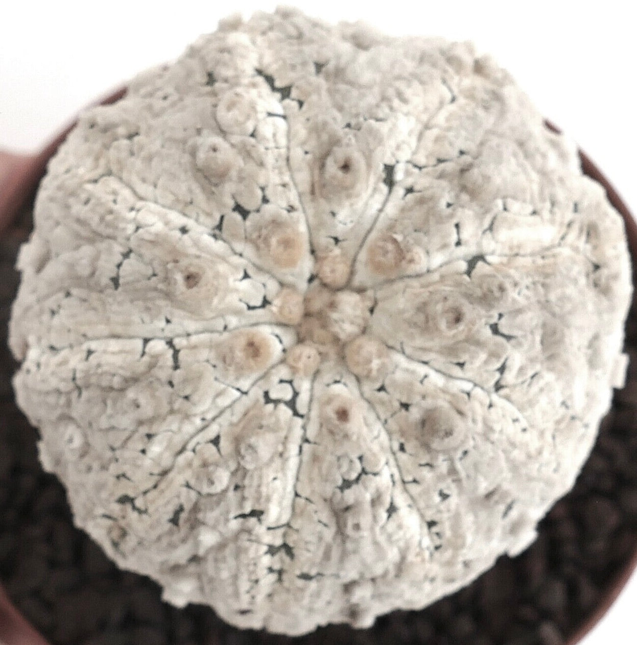 Astrophytum asterias cv SNOW BALL 9631