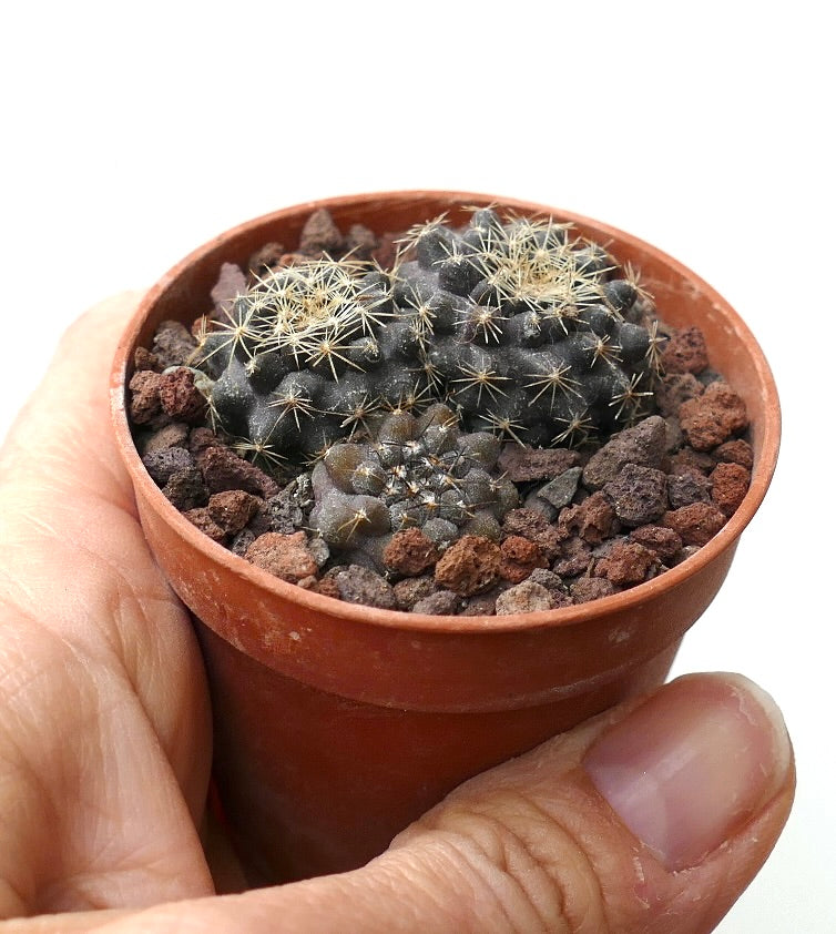 Copiapoa serpentisulcata (3 seedlings) JJ2