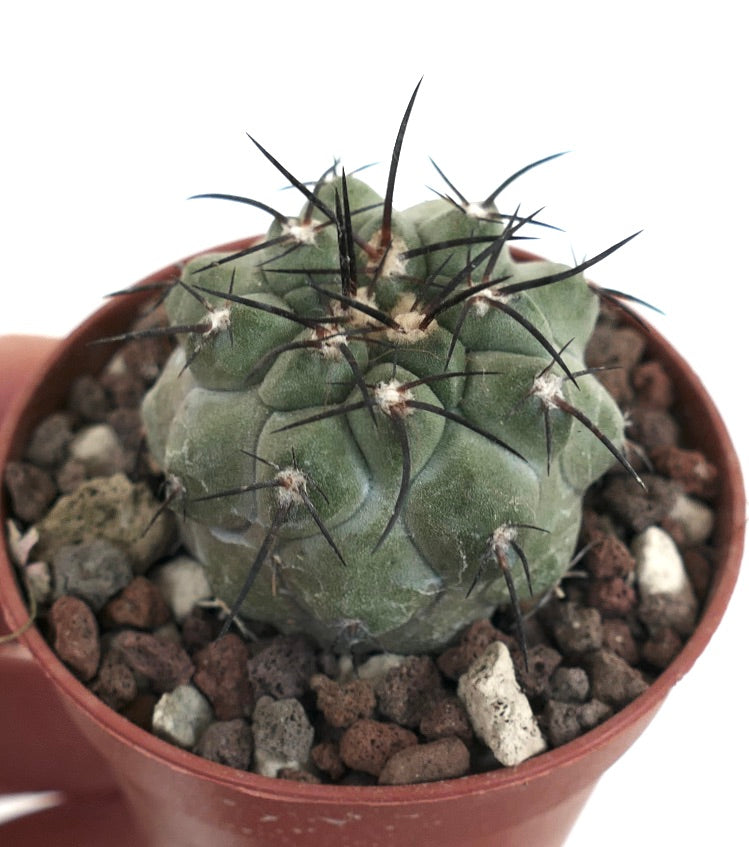 Copiapoa cinerea X atacamensis W7