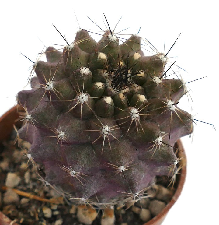 Copiapoa humilis FDN1