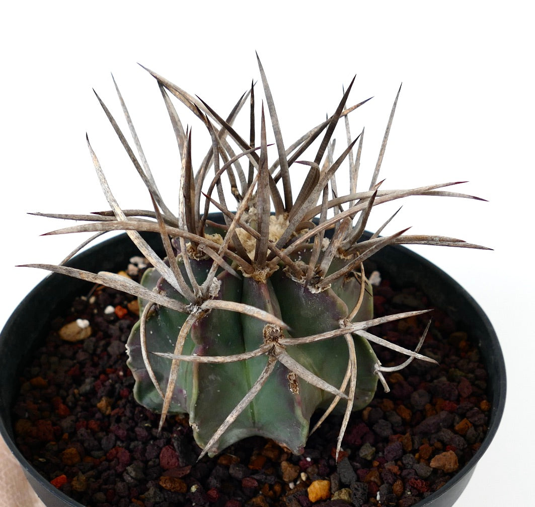 Astrophytum capricorne cv BUFFALO (syn. Taiho-gyoku) DS6
