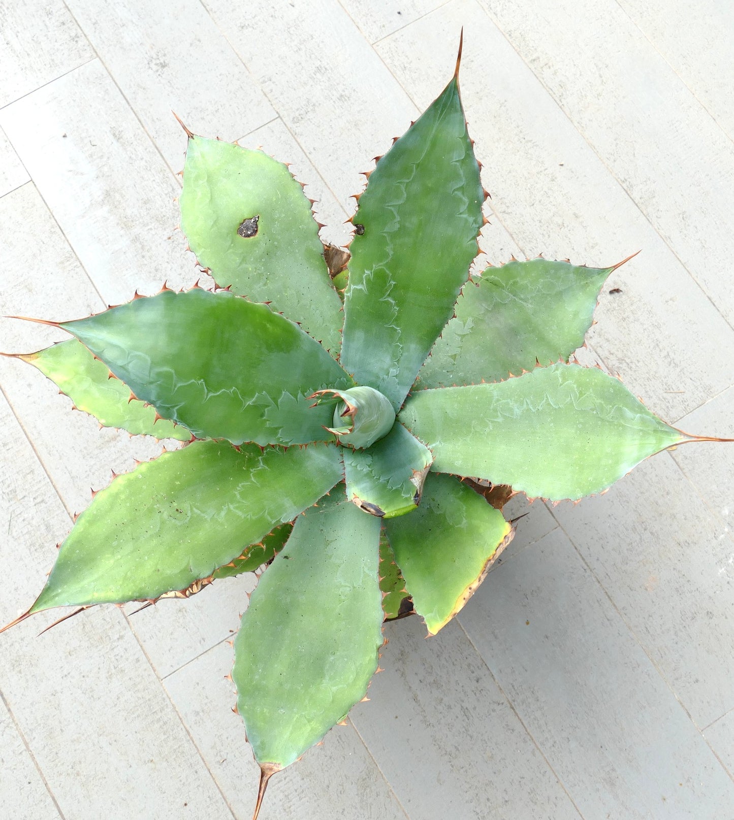 Agave asperrima subsp. potosiensis X Agave ovatifolia (Mr. Corsi HYBRID)