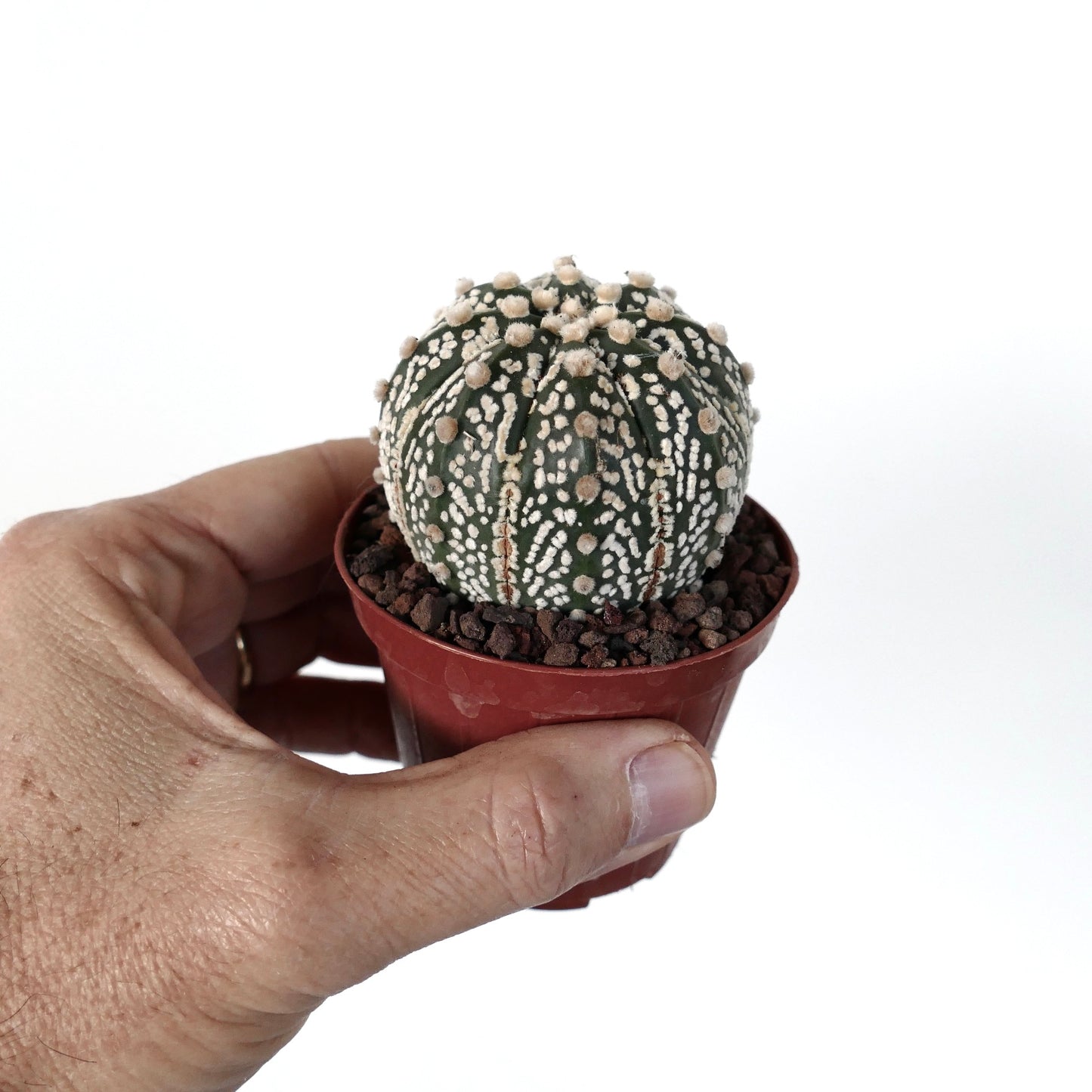 Astrophytum asterias OIBBO x SUPERKABUTO JP89