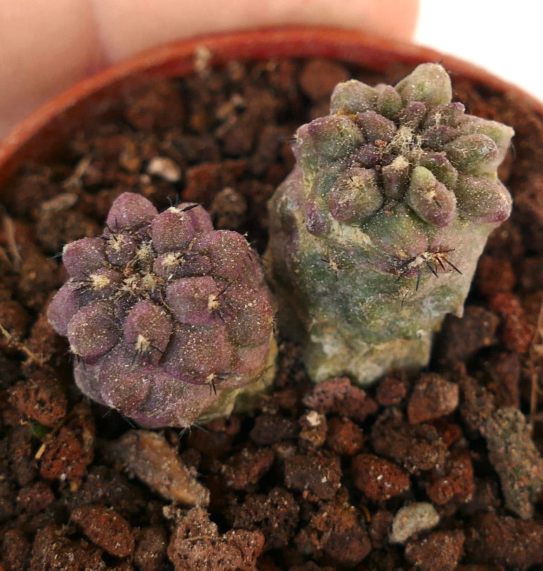 Copiapoa cinerea X Copiapoa sp. HYBRIDS (2 seedlings) AW1