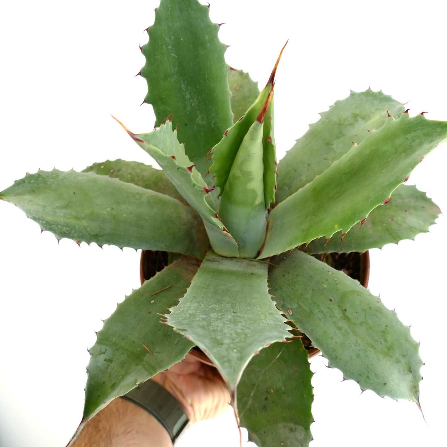 Succulente Agave parrasana x americana x bovicornuta avec de larges feuilles vertes épineuses et des pointes acérées