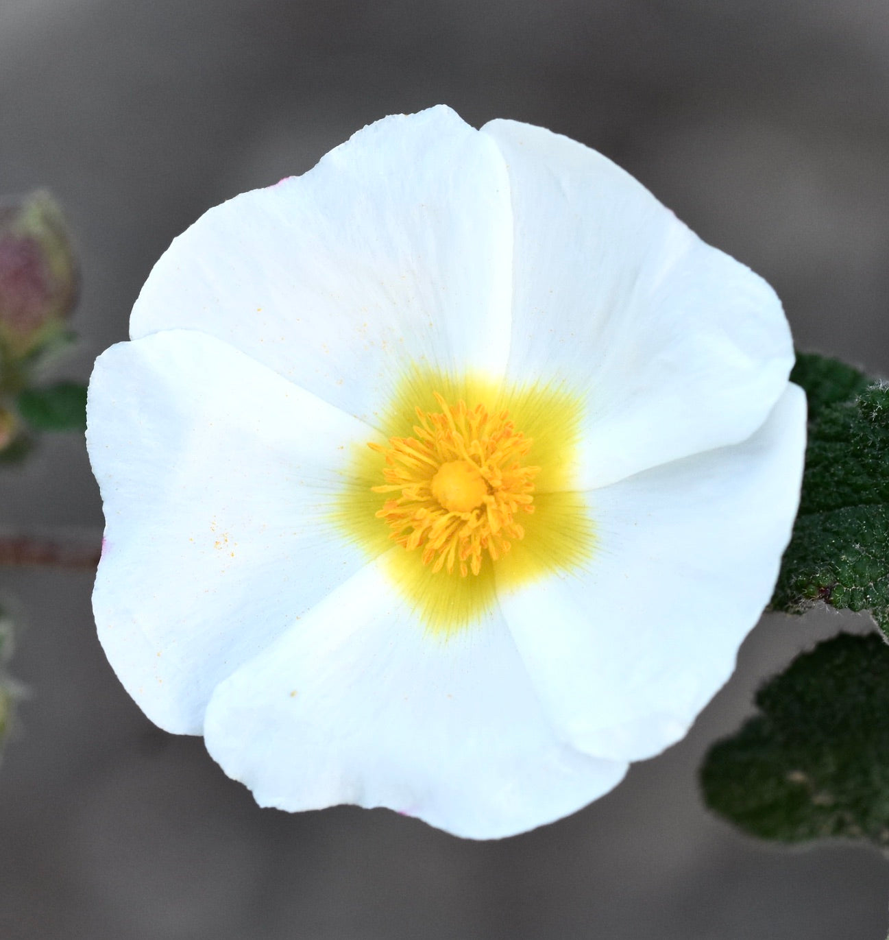 Cistus salviifolius 40-70cm