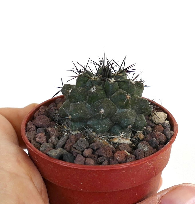 Copiapoa cinerea x atacamensis AV1