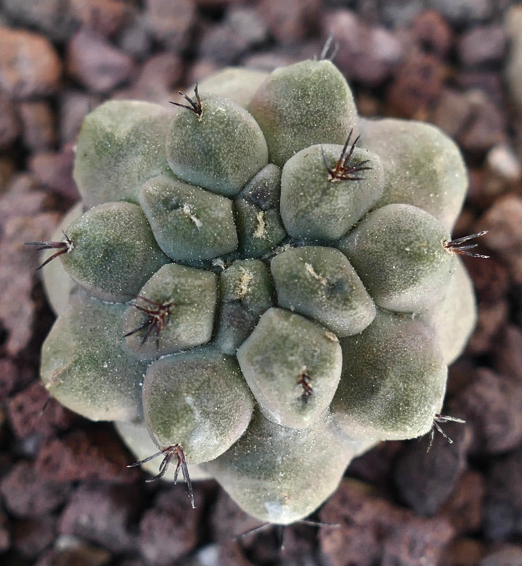 Copiapoa cinerea from nuda X Copiapoa hypogaea 739