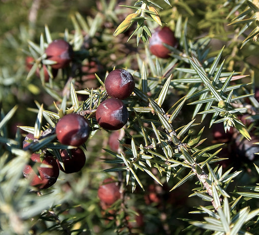 Juniperus oxycedrus macrocarpa