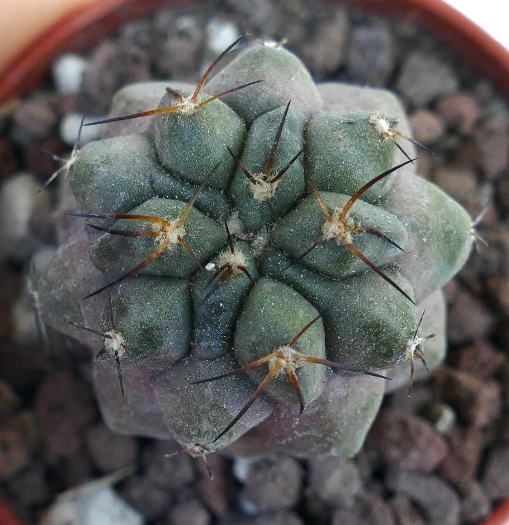 Copiapoa cinerea KIKKO X Copiapoa hypogaea PF3