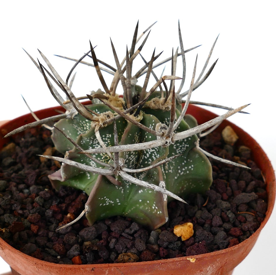 Astrophytum capricorne cv BUFFALO (syn. Taiho-gyoku) RM2