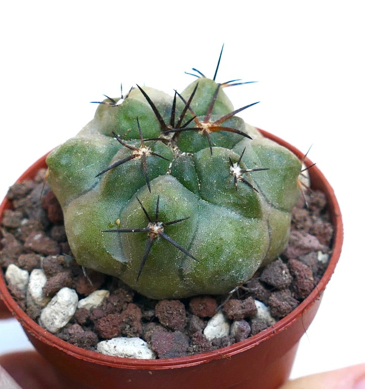 Copiapoa solaris X cinerea MPS11